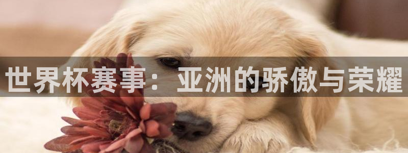 世界杯预选赛直播:世界杯赛事:亚洲的骄傲与荣耀